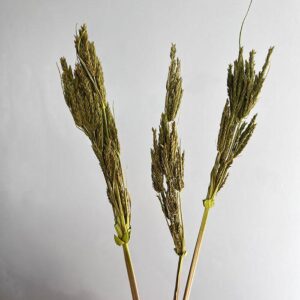 Umbrella Sedge, Moss Green, Dried, 45-50cm