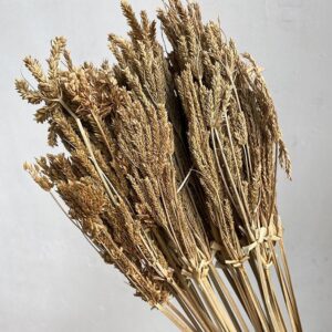 Umbrella Sedge, Natural Mocha Brown, Dried, 45-50cm