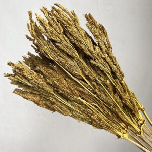Umbrella Sedge, Warm Yellow, Dried, 45-50cm
