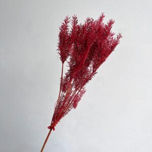 Umbrella Plant, Dark Red, Dried, 45cm