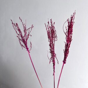 Umbrella Star Sedge, Deep Pinky Burgundy, Dried, 45-50cm
