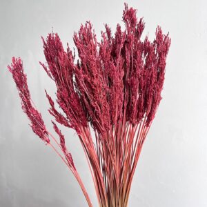 Umbrella Star Sedge, Deep Red, Dried, 45-50cm