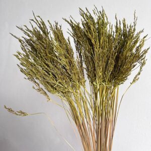Umbrella Star Sedge, Moss Green, Dried, 45-50cm