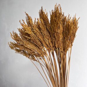 Umbrella Star Sedge, Deep Yellow, Dried, 45-50cm