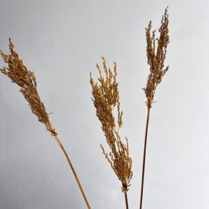 Umbrella Star Sedge, Deep Yellow, Dried, 45-50cm