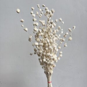Weeping Bamboo, Bleached White, Dried (Cascading) 40-60cm