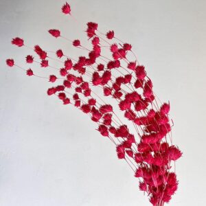 Weeping Bamboo, Red, Dried (Cascading) 40-60cm