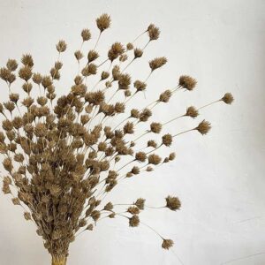 Weeping Bamboo, Natural Brown, Dried (Cascading) 40-60cm
