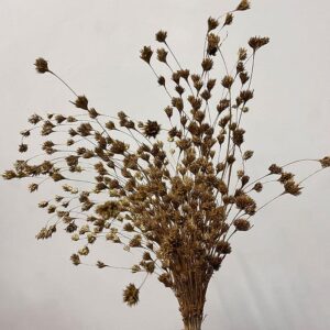 Weeping Bamboo, Old Gold, Dried (Cascading) 40-60cm
