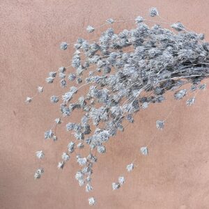 Weeping Bamboo, Silver, Dried (Cascading) 40-60cm