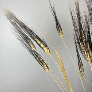 Bearded Wheat Bunch, Natural ‘Black Wisps’, Dried (Triticum) 90cm