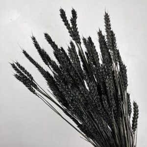 Wheat Dried Bunch, Black (Triticum) 70cm