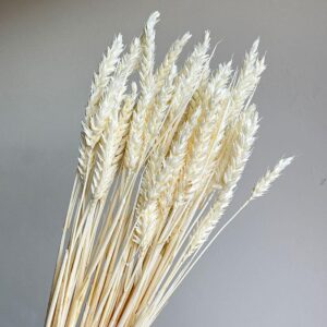 Wheat Dried Bunch, Bleached White (Triticum) 100g 70cm
