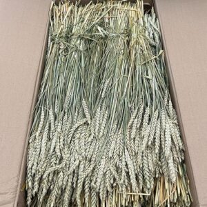 Wheat Dried Bunch, Natural Pale Green to Light Brown (Triticum)~ BOX DEAL