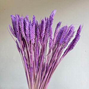 Wheat Dried Bunch, Deep Lilac (Triticum) 70cm