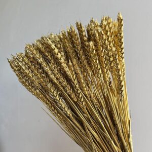 Wheat Dried Bunch, Metallic Gold (Triticum) 50cm