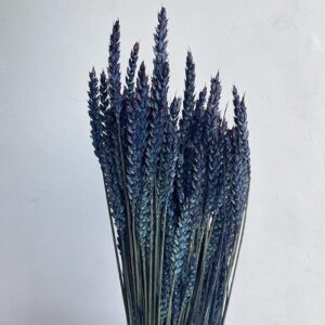 Wheat Dried Bunch, Dark Blue (Triticum) 70cm