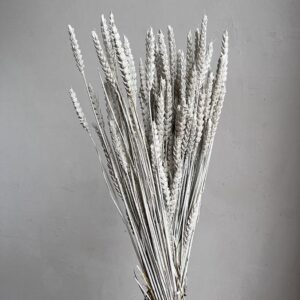 Wheat Dried Bunch, White (Triticum) 70cm