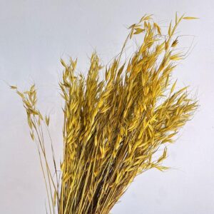 Oats Wild, Dried Bunch, Yellow (Avena) 80cm