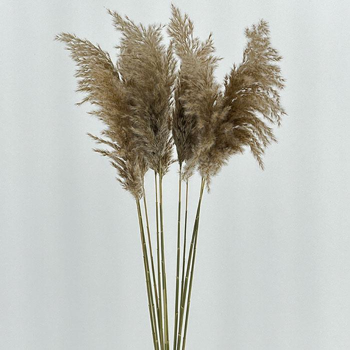 Category Image