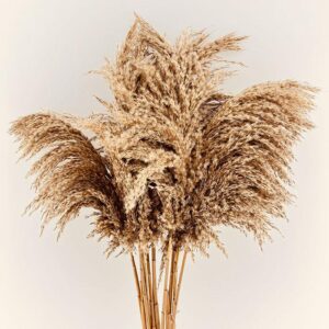 Fluffy Grasses