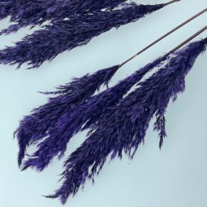Pampas, Dried Fluffy Wild Reed Grass, Aubergine Purple, 70cm