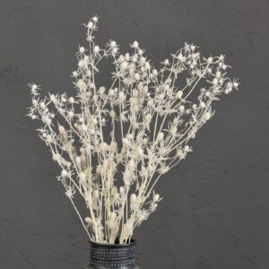 Eryngium planum, Bleached White, Preserved (Mini Thistles) 70-80cm