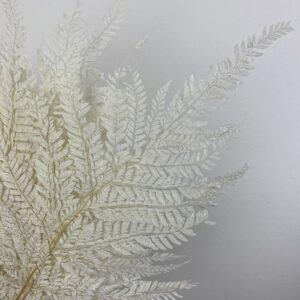 Mini Ferns, White, Preserved (Earth Matters®) 40cm
