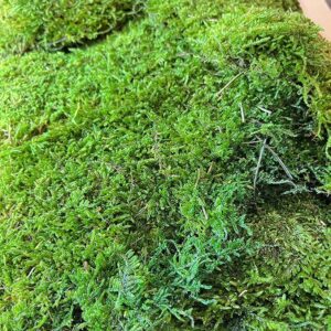 Flat Moss, Green, Preserved (Verdissimo®) 500g