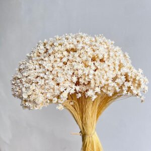Star Flower, Bleached White, Dried (Glixia) 100g 40cm