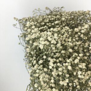 Gypsophila, Cosmic, Dried Loose Sprigs, Natural White (Baby’s Breath)