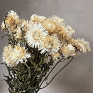 Helichrysum brac. Natural White, Dried (Strawflowers) 50cm