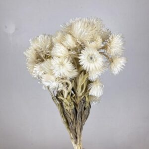 Everlasting Cape Snow, Natural White (Helichrysum Vestitum) 40cm