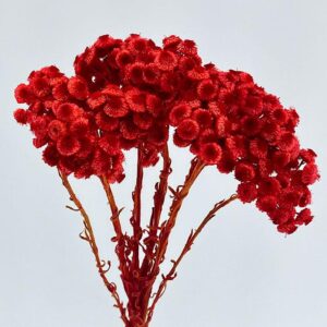 Immortelle, Red, Dried, 45cm