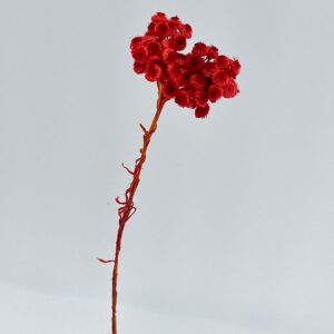 Immortelle, Red, Dried, 45cm