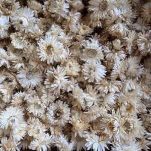 Helichrysum brac. Dried Loose Flower Heads, Natural White, Ivory, Cream (Strawflowers) 500g