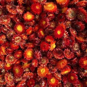 Helichrysum brac. Dried Loose Flower Heads, Natural Red to Burnt Orange to Yellow (Strawflowers) 500g