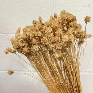 Hill Flower, Ecru, Dried, 100g 45-60cm