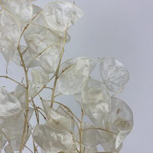 Honesty (Lunaria)