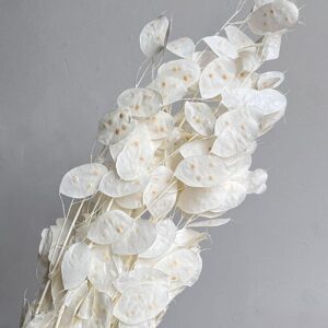 Honesty, Unpeeled, Bleached White, Preserved, (Lunaria) up to 100cm