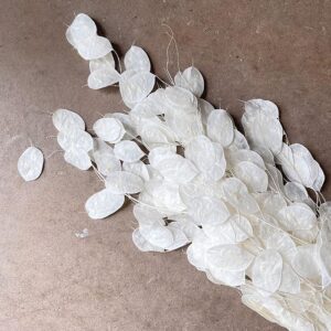 Honesty, Unpeeled, Bleached White, Preserved (Lunaria) up to 90cm