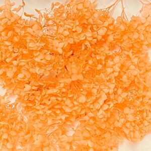 Hydrangea, Preserved Florets up to 10cm – Orange