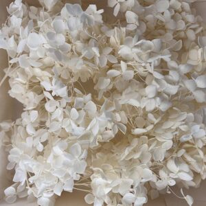 Hydrangea Preserved Florets, Creamy White ~ BULK BUY