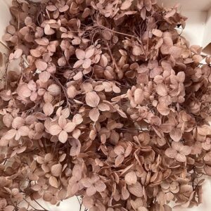 Hydrangeas, Preserved Florets up to 10cm, Nude