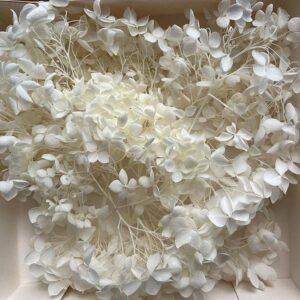 Hydrangeas, Preserved Florets up to 10cm, Off White