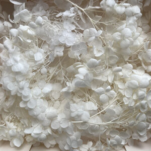 Hydrangeas, Preserved Florets up to 10cm, White