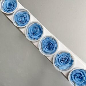 Roses, ‘Baby Blue’, Preserved, x6 blooms, 6cm (Kiara®)