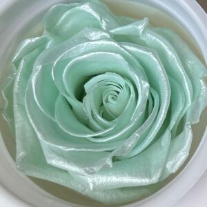 Roses, Pearl Mint Green, Preserved, x6 blooms, 6cm (Kiara®)