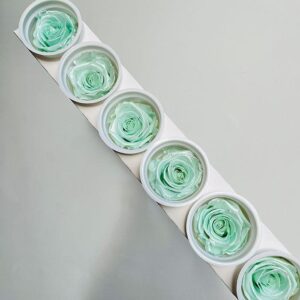 Roses, Satin Mint Green, Preserved, x6 blooms, 6cm (Kiara®)