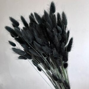 Lagurus Grass, Charcoal Black, Dried (Bunny Tails) 50-70cm 100g